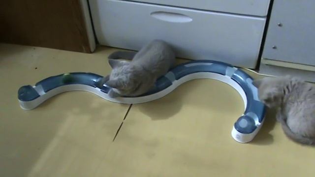 Британский котенок и интерактивная игрушка Catit Circuit. (Серия "Любимые игрушки") смотреть онлайн