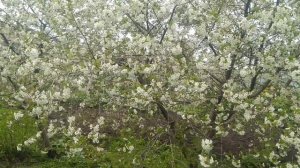 Самые распространённые болезни кур.