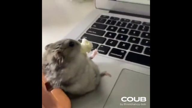 КОШКИ И СОБАКИ. #SHORTS. НОВАЯ ПОДБОРКА ПРИКОЛЬНЫХ ВИДЕО (#19) смотреть онлайн