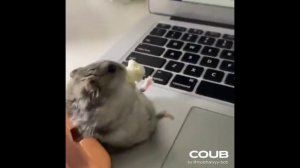 КОШКИ И СОБАКИ. #SHORTS. НОВАЯ ПОДБОРКА ПРИКОЛЬНЫХ ВИДЕО (#19)