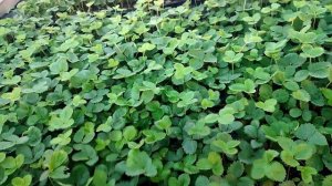 Высаживаем клубнику сорта  Априка. Достойный сорт, место быть на огороде.