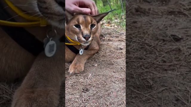 Don't touch the funny ears! #pumbacaracal #caracal смотреть онлайн