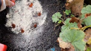 Посадка подснежников ( галантусов ) осенью. #посадкаподснежников