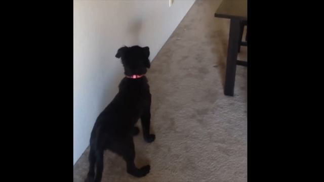 Top 5 Perros Que Vieron Cosas Que Sus Dueños No Pudieron Ver смотреть онлайн