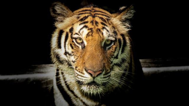 10 HOURS | Survivor - Eye Of The Tiger