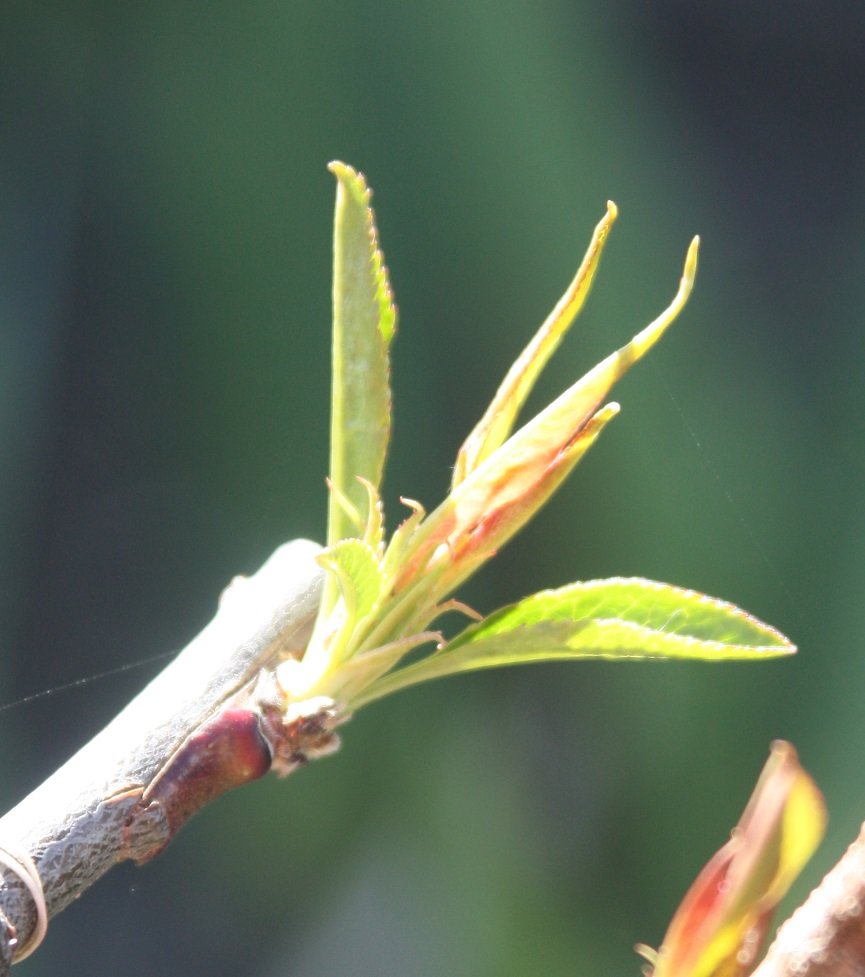 РЕЗУЛЬТАТЫ ПРИВИВОК ПЛОДОВЫХ ДЕРЕВЬЕВ И КУСТАРНИКОВ смотреть онлайн