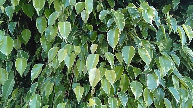 Ficus Sagittata Variegata