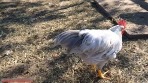 Куры Леггорн. Леггорн лавандовый, изабеловый.    ЛЕГГОРН - ЛУЧШАЯ НЕСУШКА.   Описание породы.