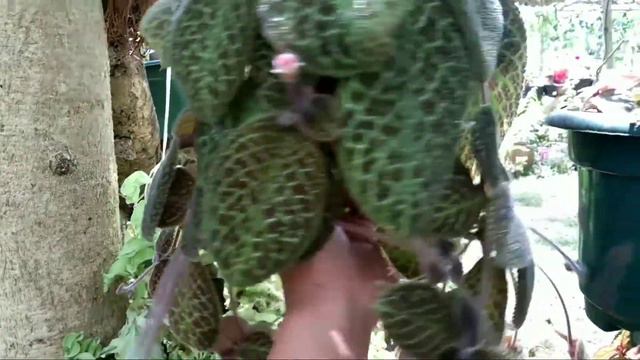EPISCIA 