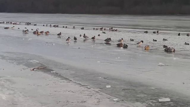 Прогулка на речку. #україна #зима #життя #мир #утки @user-rv6us8dc8r смотреть онлайн