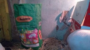 ЛУЧШИЙ КОРМ ДЛЯ ПОРОСЯТ ОТ 1 ДО 3 МЕСЯЦЕВ