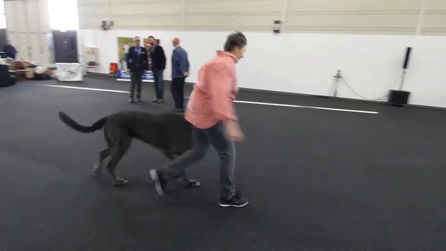 20190120 Dogs Open Class Dog Show Münster Irish Wolfhound