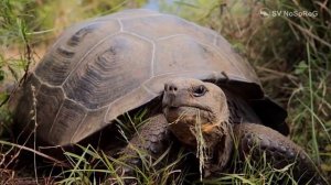 Слоновая галапагосская черепаха