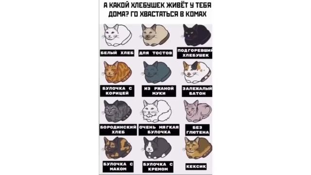 МЕМЫ ЭТО ЖИЗНЬ. Лучшие мемы смотреть онлайн