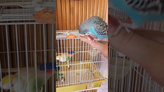 Снятие гель лака. Массаж рук. смотреть онлайн