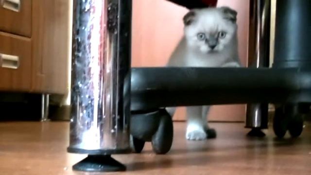 Привет я котенок БАРСИК!!! Необычный кот играет с теннисным мячиком!!! Котенок по имени ГАВ!!! смотреть онлайн