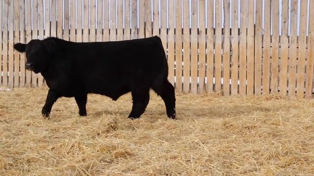 Lot 57 Black Gold Profit 174H смотреть онлайн