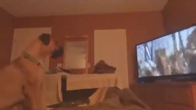 Видео Подборка Приколов с Животными 52 Кошки Собаки Смешные Животные 2014 смотреть онлайн