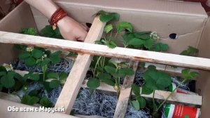ЗНАТЬ БЫ РАНЬШЕ ЛУЧШИЕ САЖЕНЦЫ ЗЕМЛЯНИКИ /ГДЕ КУПИТЬ РАССАДУ КЛУБНИКИ@obovsemsmarusya