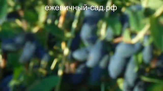 Канадская жимолость Бореал Близард. смотреть онлайн