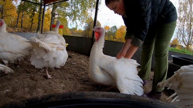 Это просто цирк какой-то!!! Это надо видеть!!! смотреть онлайн
