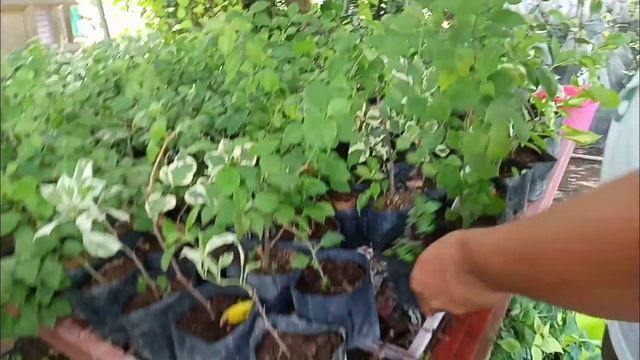 5 ways for our bougainvillea cuttings to grow quickly and lushly. смотреть онлайн