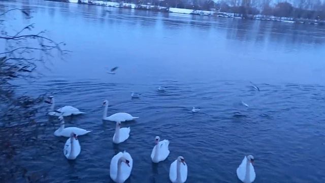 Снежная Вена // Река Дунай // Прогулка в Австрии смотреть онлайн