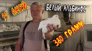 Белый Альбинос 45 дней Забойный вес Как отличить самца от самки смотреть онлайн