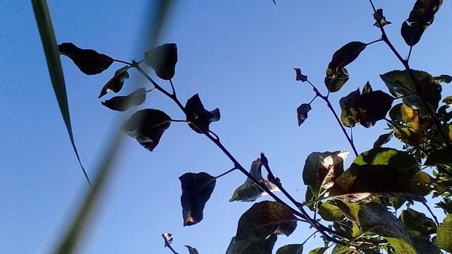 20240828_091235.mp4 смотреть онлайн