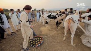 Как проходят невероятные гонки на быках в Пакистане