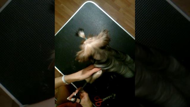 йорочка. процесс гигиенич. стрижки после мытья и сушки