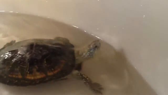 Черепахи Экологический центр Полоцк смотреть онлайн