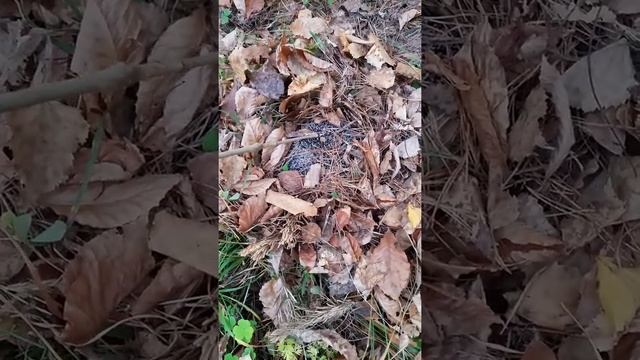 Как зимуют ежики смотреть онлайн