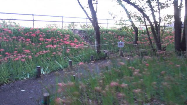 【4K】巾着田曼珠沙華公園 [ KINCHAKUDA RED SPIDER LILLY PARK ] смотреть онлайн