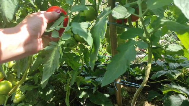 Томат ЛИРИКА F1, очень Урожайный и вкусный! смотреть онлайн