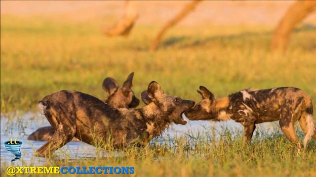 Manovo-Gounda St Floris National Park in Ouadda, Central African Republic смотреть онлайн