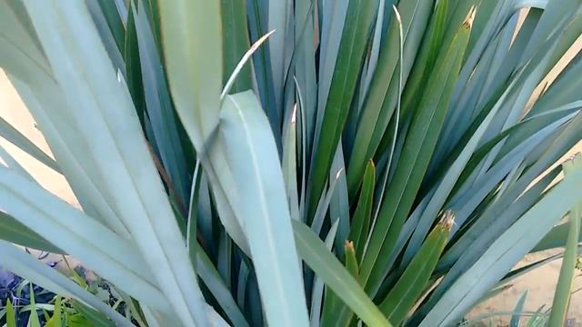 NEOMARICA - FLOR ROXA - COMO CUIDAR?