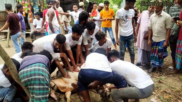 এক সাথে অনেক গুলো কুরবানির গরু জবাই।শেষের কান্ডটা দেখুন কি ঘটে। kurbani cows jobai. смотреть онлайн