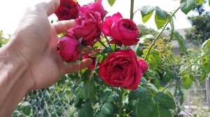 Red eden rose (Alain Meilland)