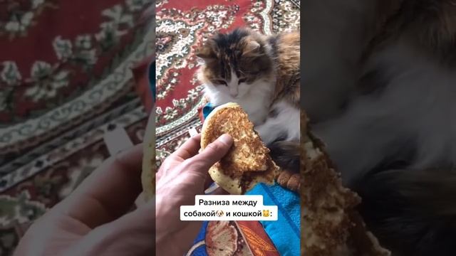 Разница между собакой и кошкой смотреть онлайн