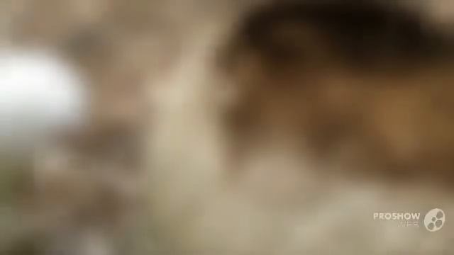 Bovista tomentosa - fungi kingdom смотреть онлайн