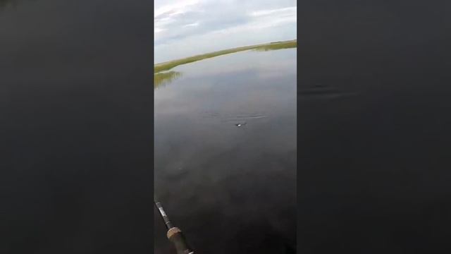 ЯЗЬ НА БЛЕСНУ?#Shorts смотреть онлайн