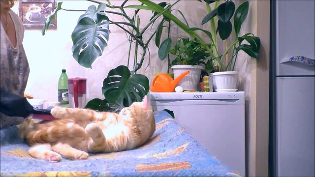 МОЙ МАЛЕНЬКИЙ КОТЕНОК и РАСЧЕСКА, Руно ловит КАЙФ! смотреть онлайн
