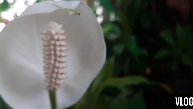 Spathiphyllum Variegated Peace Lily Picasso Flower смотреть онлайн