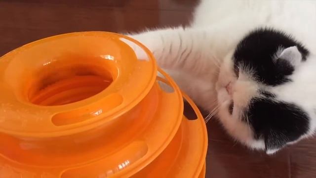 Cat Toy Balls Intelligence Triple Play Disc смотреть онлайн