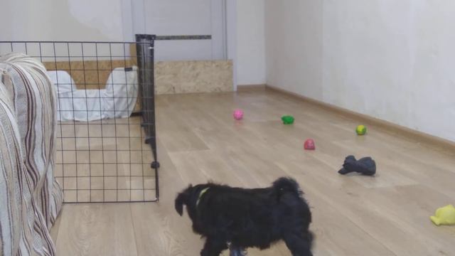 ЦВЕРЖАТА ВРЕМЯ ОБЕДА (4)