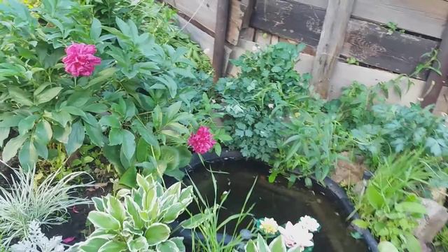 Что растёт у пруда смотреть онлайн