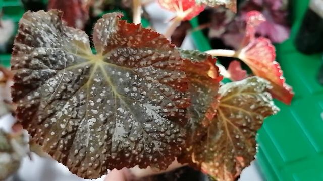 Begonien  Begonien Begonien