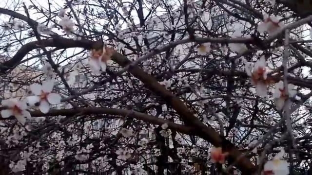 Дачный блог #3 / Б Пастернак Февраль Достать чернил и плакать смотреть онлайн