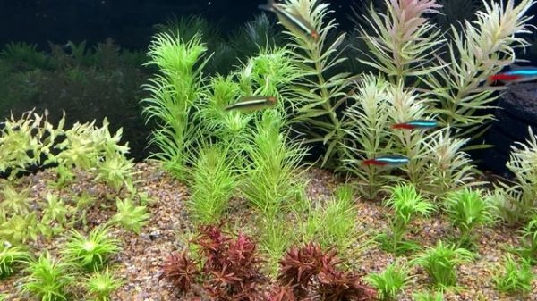 Лимнофила ароматика (Limnophila aromatica), условия содержания в моем аквариуме.